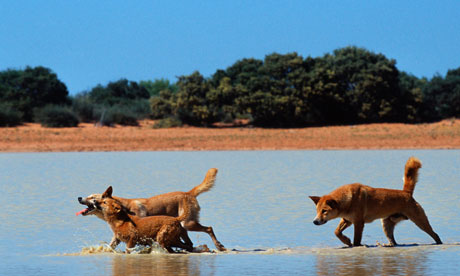 Biodiversity-100-dingos-i-005