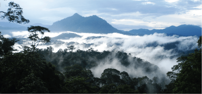 Rainforest in Berau, East Kalimantan – Fitria Rinawati, TNC