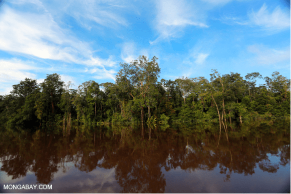 Peat forest in Central Kalimantan in March 2013. Photo by Rhett A. Butler www.mongabay.com [Note on copyright - free for educational and non-commercial use, unaltered, and with acknowledgement]