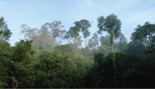 File: Berau rainforest_TNCFitriaRinawati.jpg