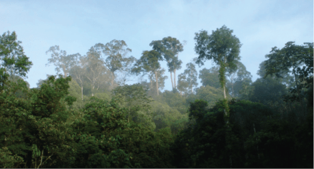 File: Berau rainforest_TNCFitriaRinawati.jpg