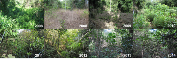 Assisted natural regeneration of degraded complex notophyll vine forest - RE 12.8.3, BVG1M: 2a [photography courtesy of The City of Gold Coast]