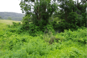 Degraded complex notophyll vine forest - RE 12.8.3, BVG1M: 2a [photograph by L Shoo]
