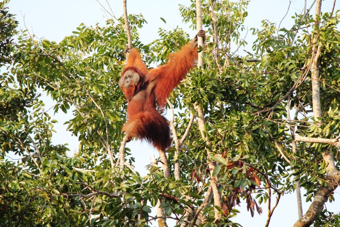 Borneo Futures Photo