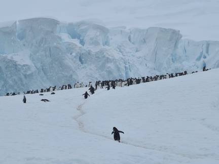 Penguin walk